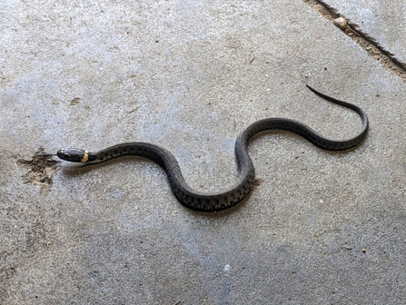 Grass snake found in Whisby warden workshop