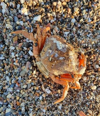 Shore crab