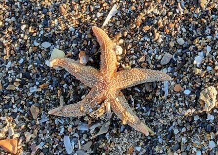 Common starfish