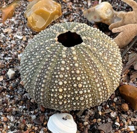Green sea urchin