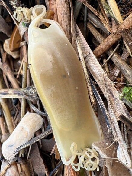 Shark eggcases