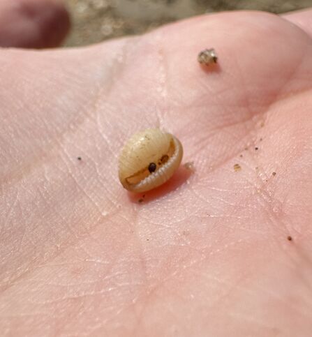 Arctic Cowrie