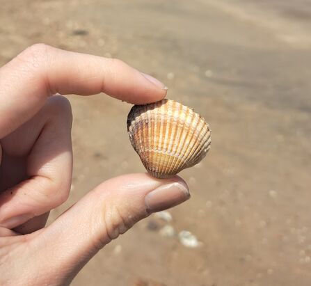 Cockle picked up on strandline