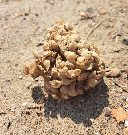 Common Whelk eggs