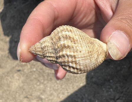 Common Whelk in hand