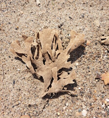 Hornwrack