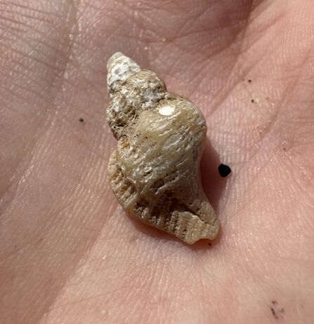Oyster drill