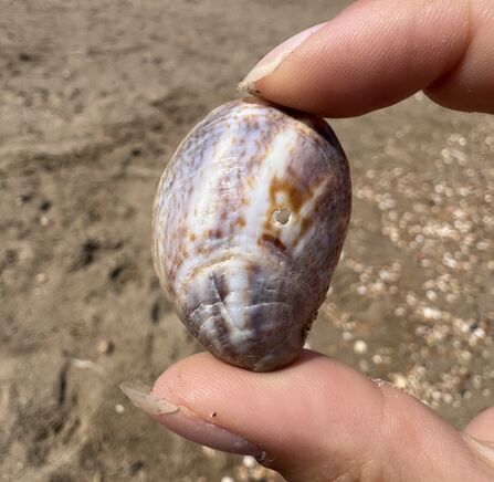 Slipper Limpet