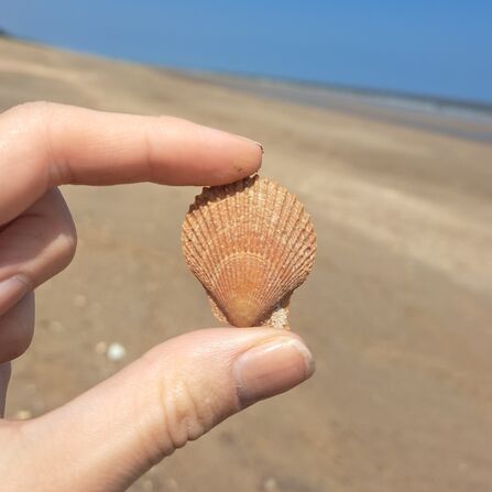 Variegated Scallop in hand