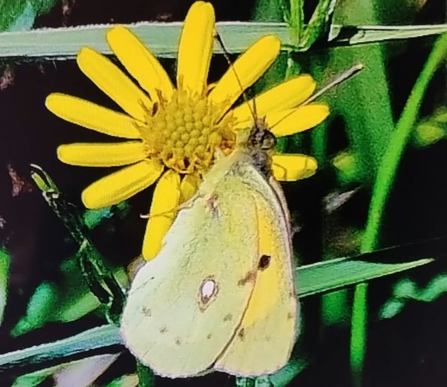Clouded yellow butterfly at Whisby