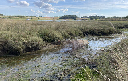 Fyke netting in Suffolk