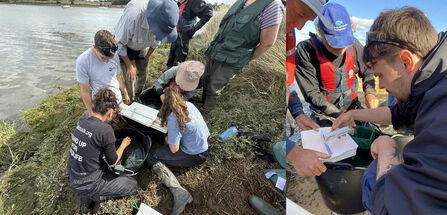 Juvenile fish survey with Suffolk Wildlife Trust
