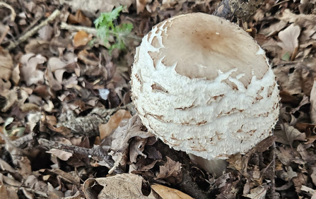 Shaggy parasol fungus at Whisby
