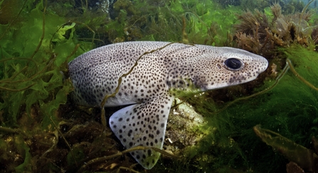 Dogfish In Sea Weed