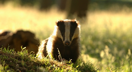 Badger