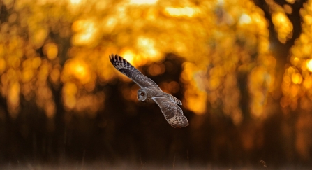 Short Eared Owl