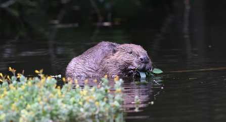 Beaver with caption