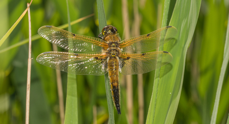 Four-spotted chaser dragonfly