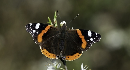 Red Admiral