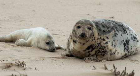 Grey seals