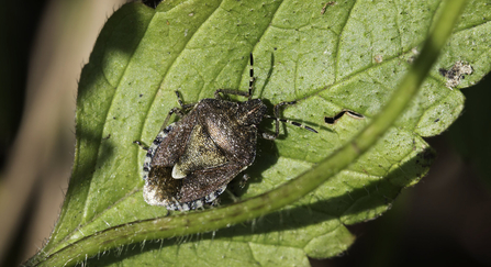 Hairy shieldbug