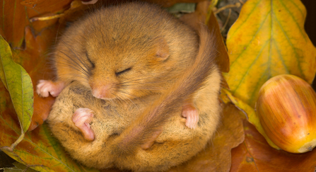 Dormouse