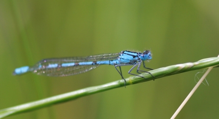 Common blue damselfly