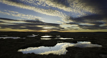 Peat bog with caption