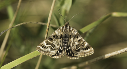 Mother Shipton Moth