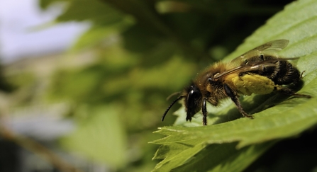 Chocolate mining bee