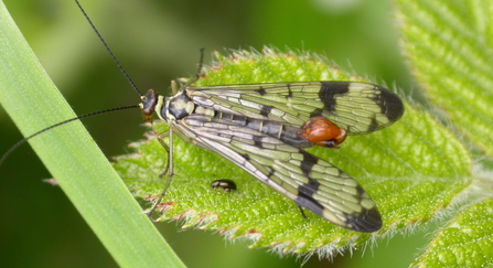 Scorpion fly