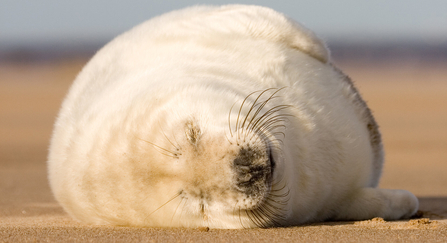 Grey seal pup