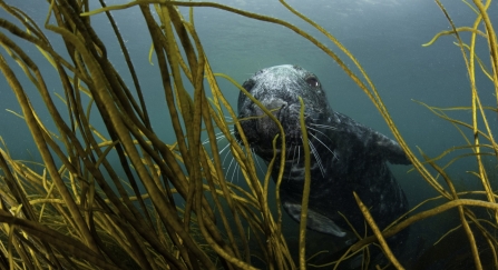 Grey seal