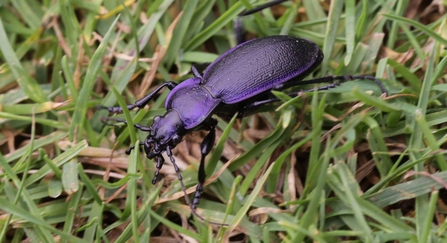 Violet ground beetle