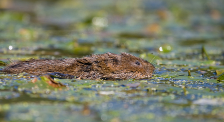 Water vole