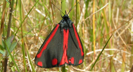 Cinnabar moth