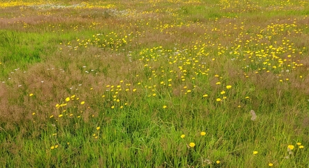 Knutsford Heath - Cheshire