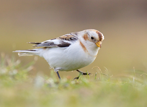 Snow Bunting