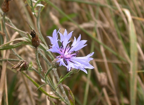 Cornflower