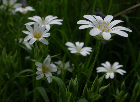 Greater Stitchwort