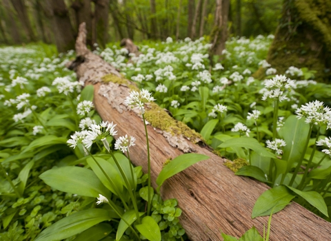 Ramsons
