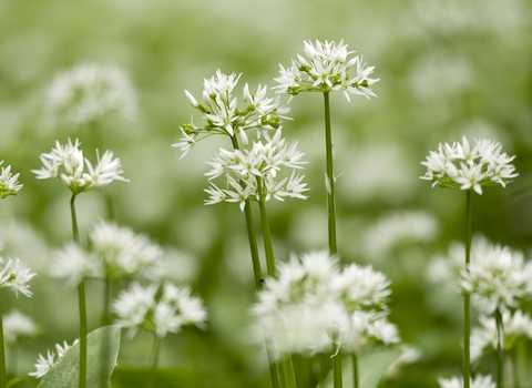 Ramsons