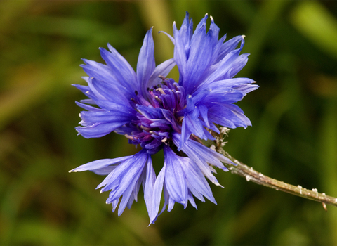 Cornflower