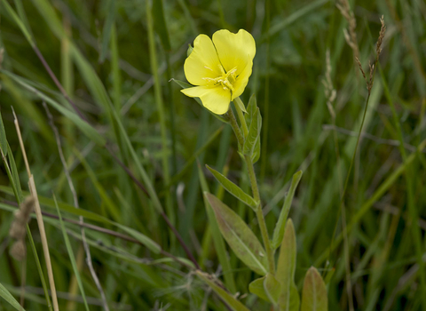 Common Evening-primrose