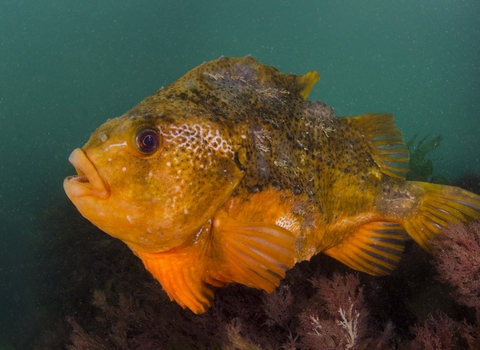Lumpsucker