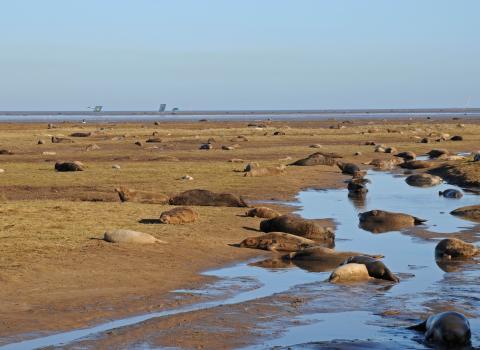 Donna Nook