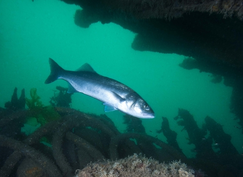 Seabass