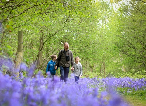 Bluebells