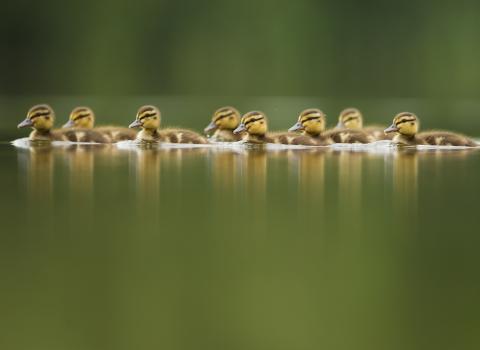 Ducklings