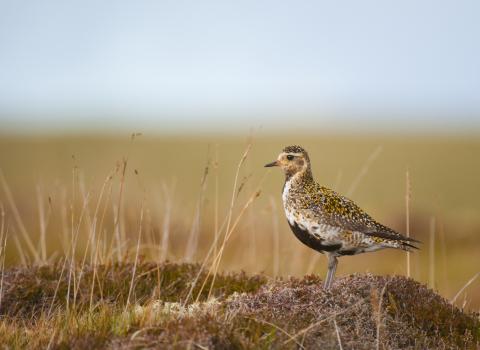 Golden Plover